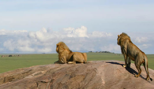 3 Days Tanzania Safari to Serengeti and Ngorongoro Crater